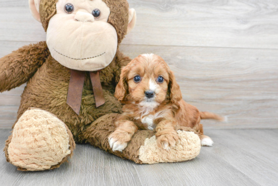 Cavapoo Pup Being Cute