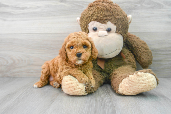 Best Cavapoo Baby