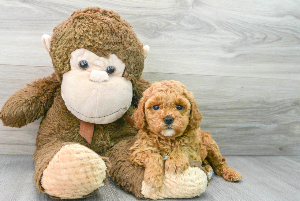 Cavapoo Pup Being Cute