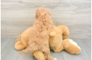Funny Cavapoo Poodle Mix Pup