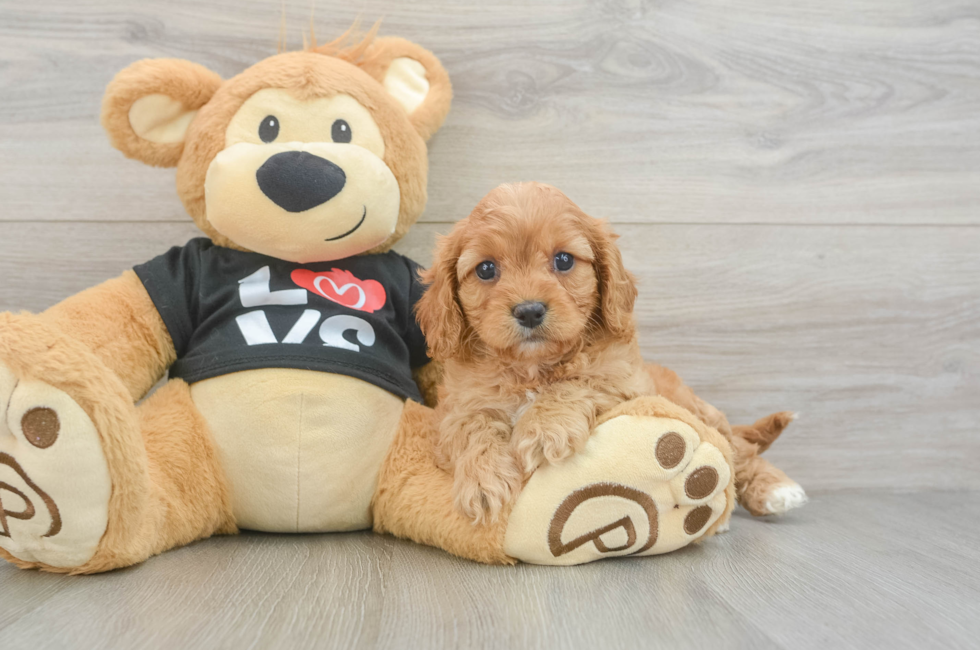 6 week old Cavapoo Puppy For Sale - Premier Pups