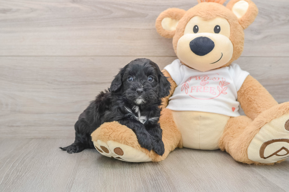 Fluffy Cavapoo Poodle Mix Pup