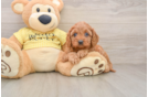Popular Cavapoo Poodle Mix Pup