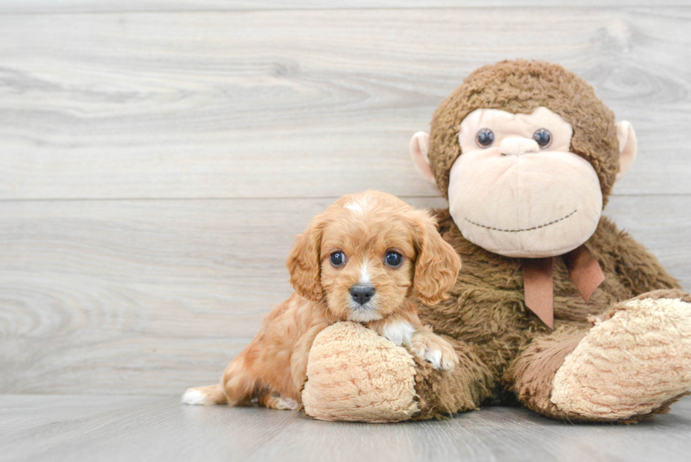 Cavapoo Pup Being Cute