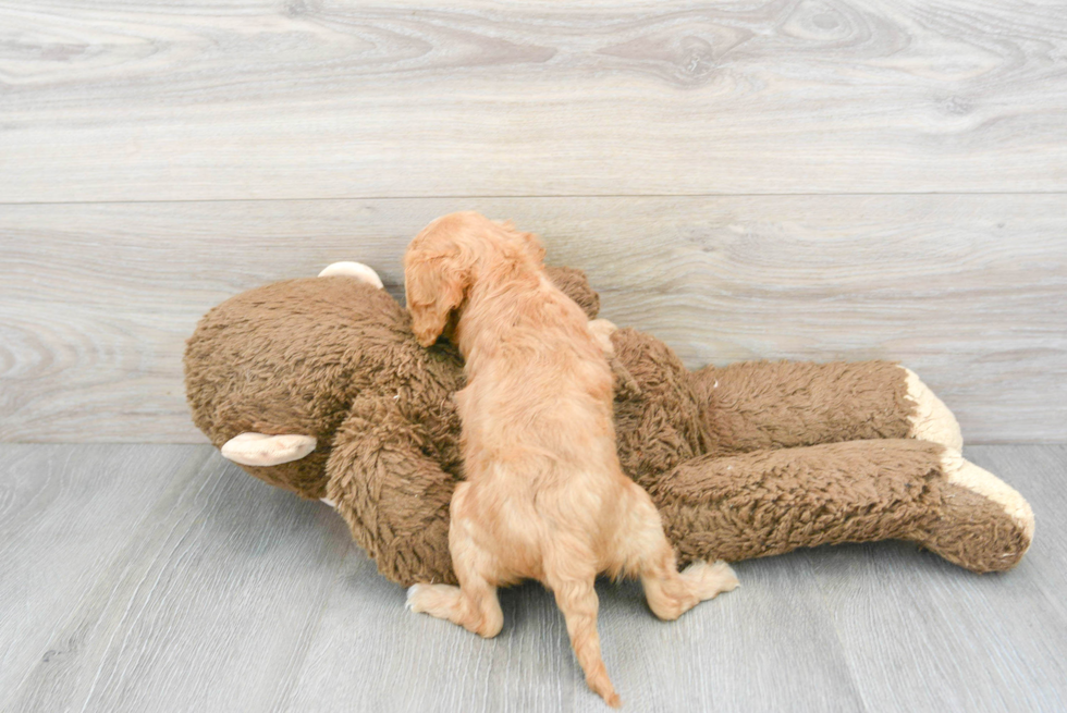 Popular Cavapoo Poodle Mix Pup