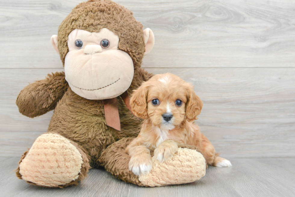 Best Cavapoo Baby