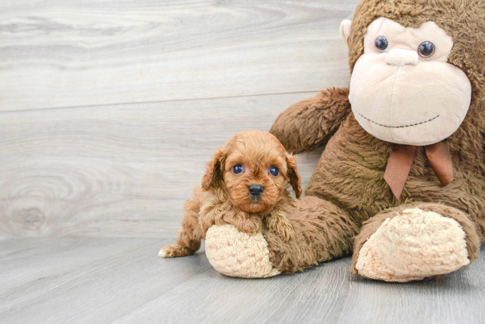 Small Cavapoo Baby