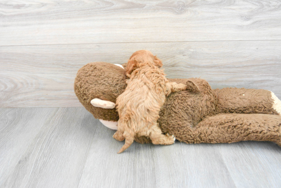 Cavapoo Puppy for Adoption