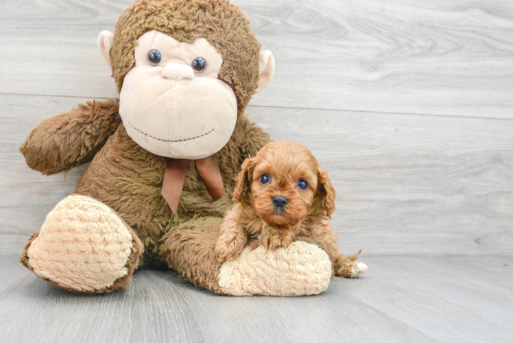 Cute Cavapoo Baby