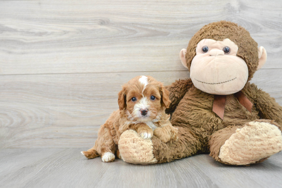 Best Cavapoo Baby