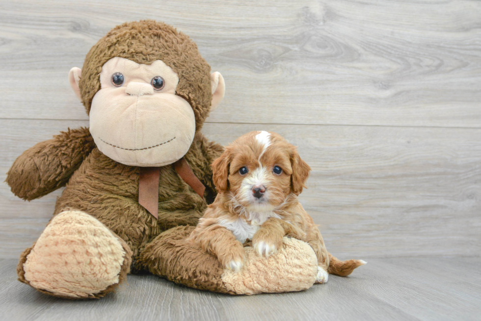 Best Cavapoo Baby