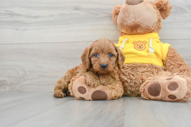 Petite Cavapoo Poodle Mix Pup