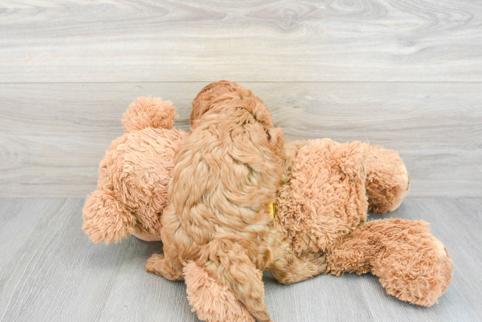 Adorable Cavoodle Poodle Mix Puppy