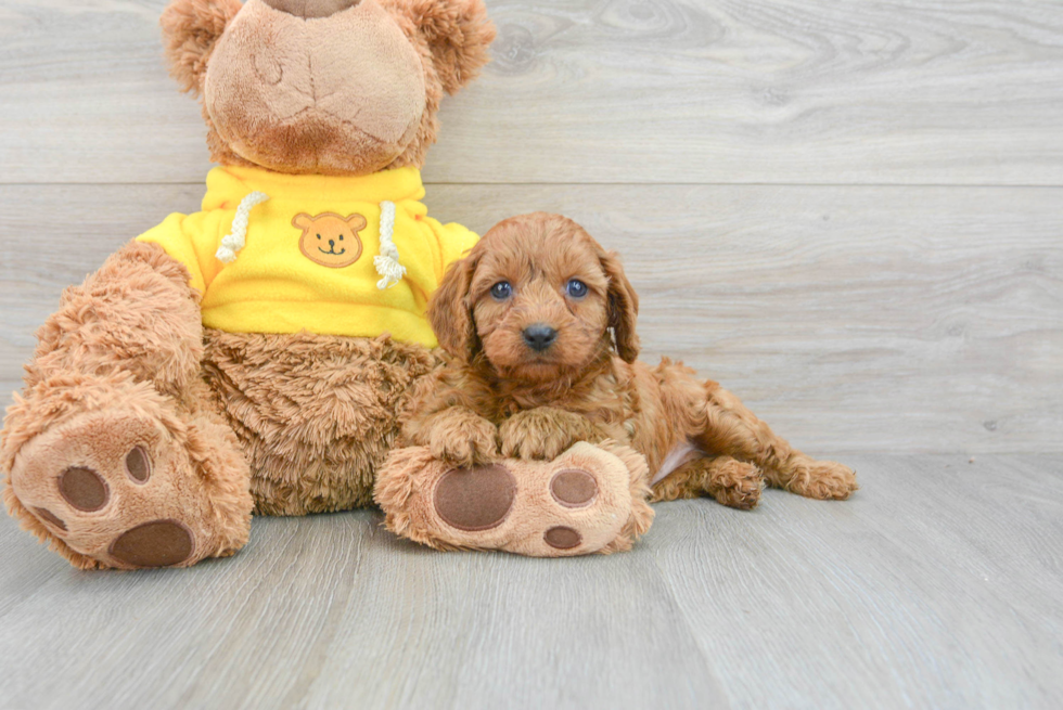 Cavapoo Puppy for Adoption