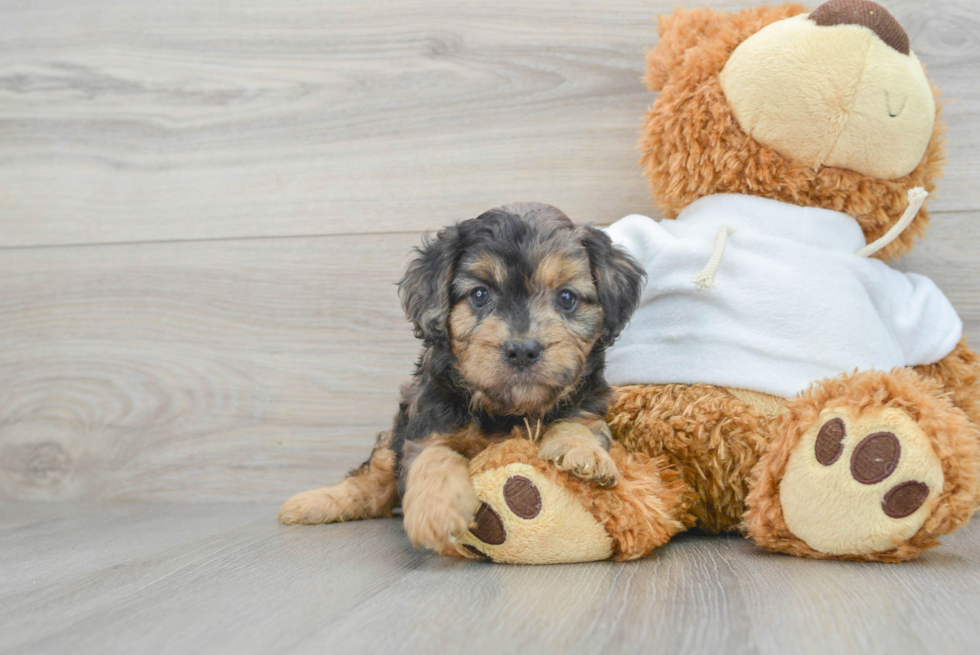 Small Cavapoo Baby