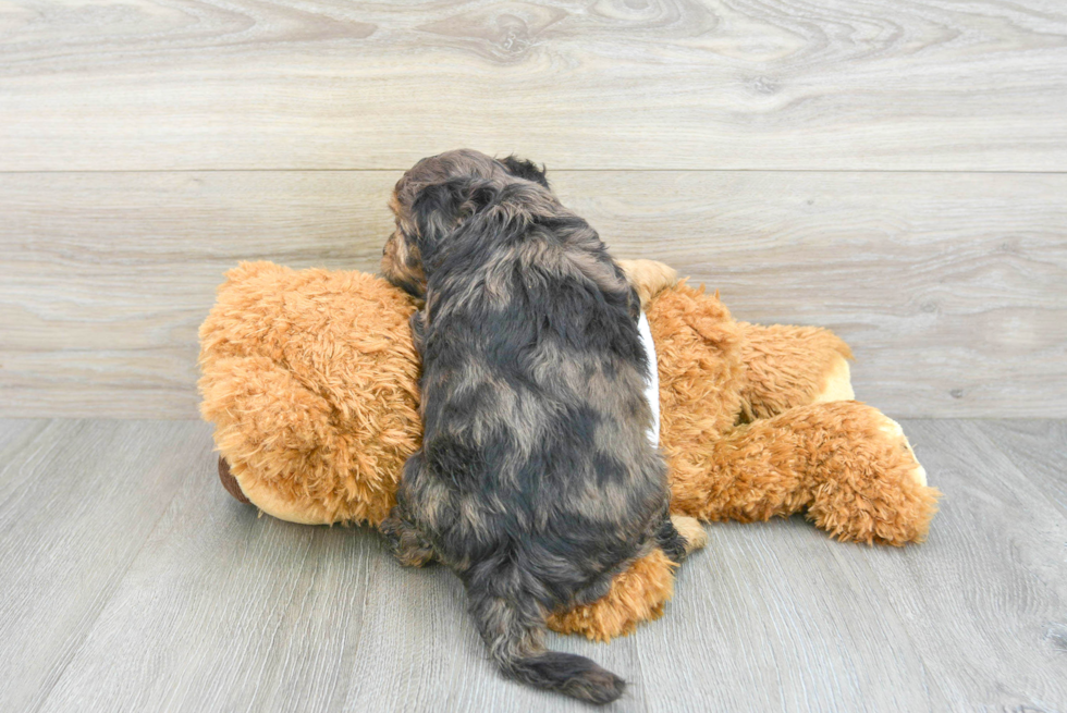 Energetic Cavoodle Poodle Mix Puppy