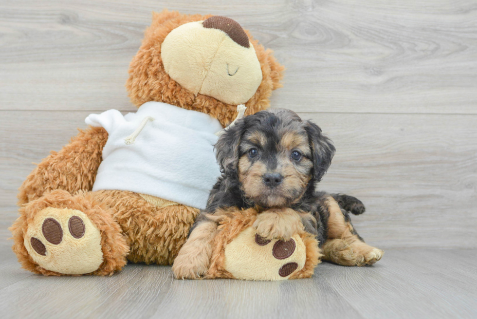 Friendly Cavapoo Baby