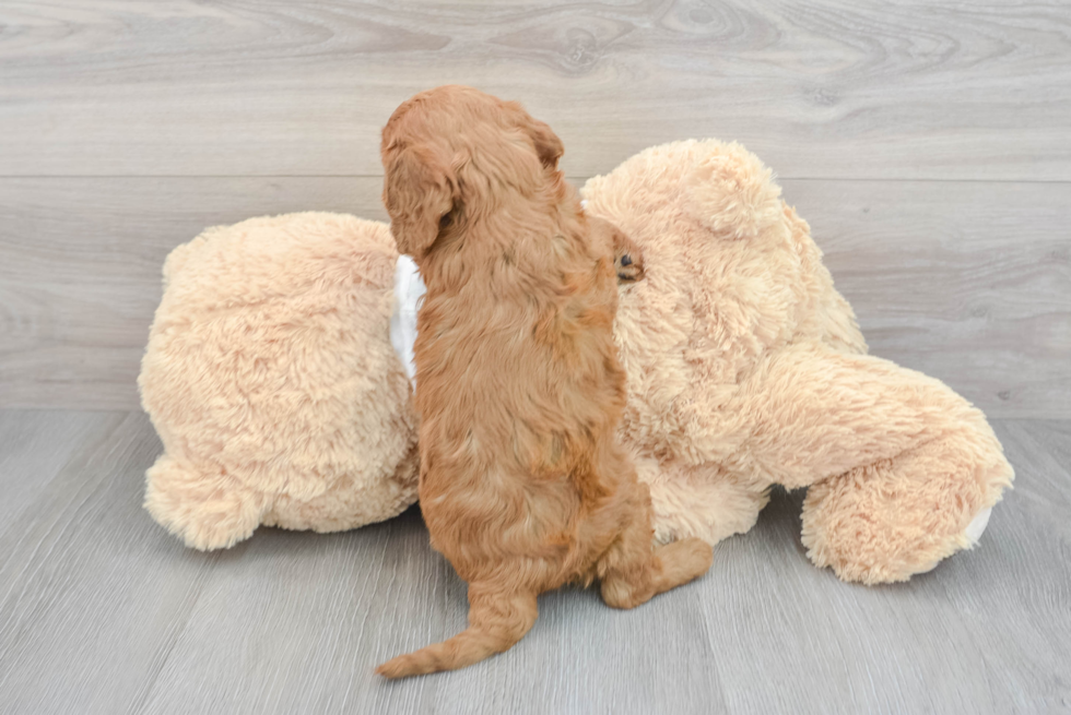 Cavapoo Pup Being Cute
