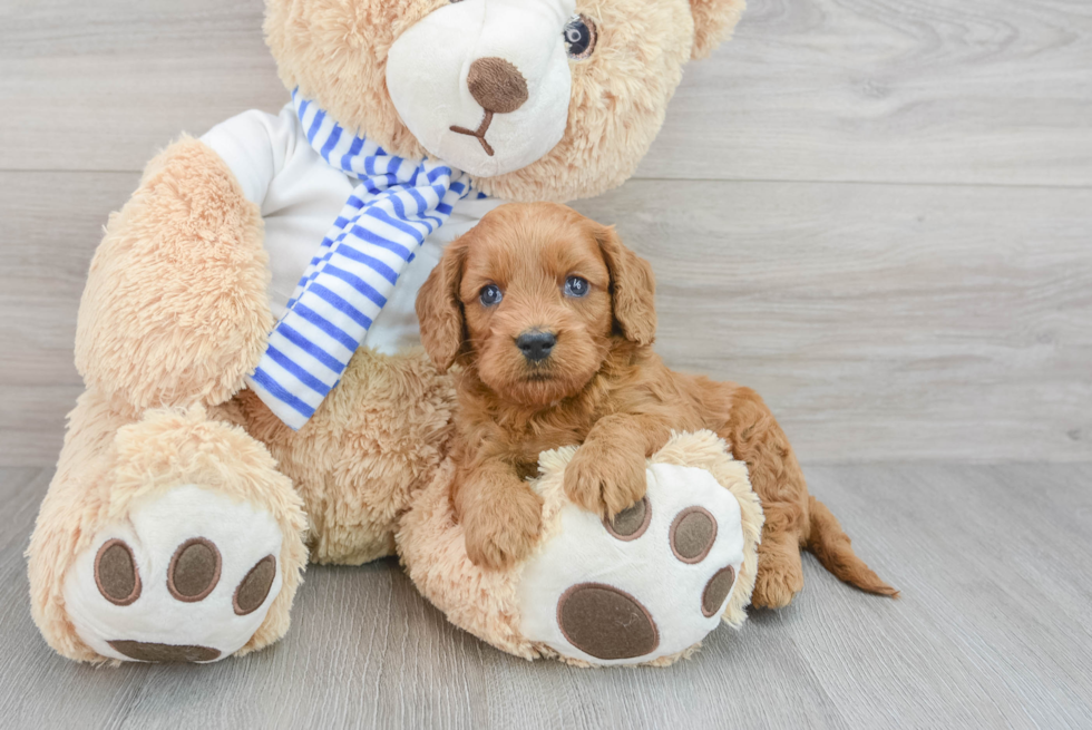 Best Cavapoo Baby