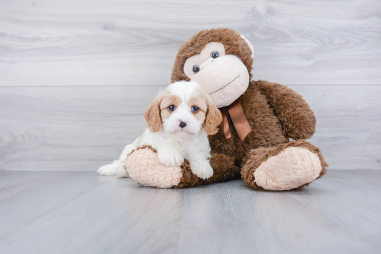 Energetic Cavoodle Poodle Mix Puppy