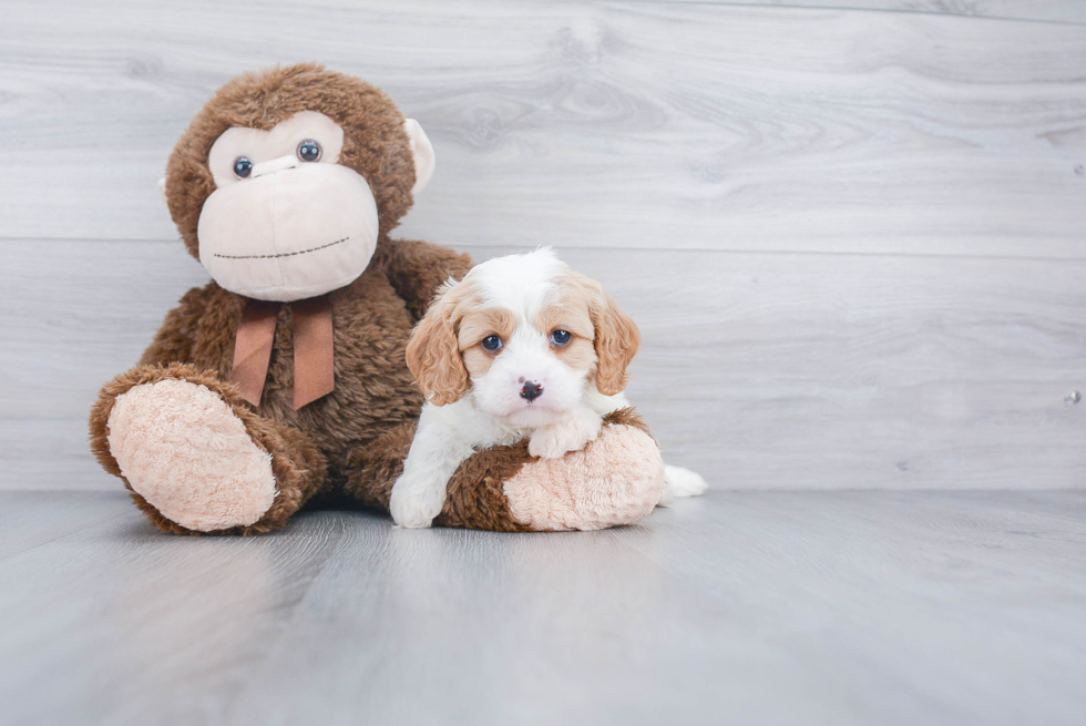 Cute Cavapoo Baby