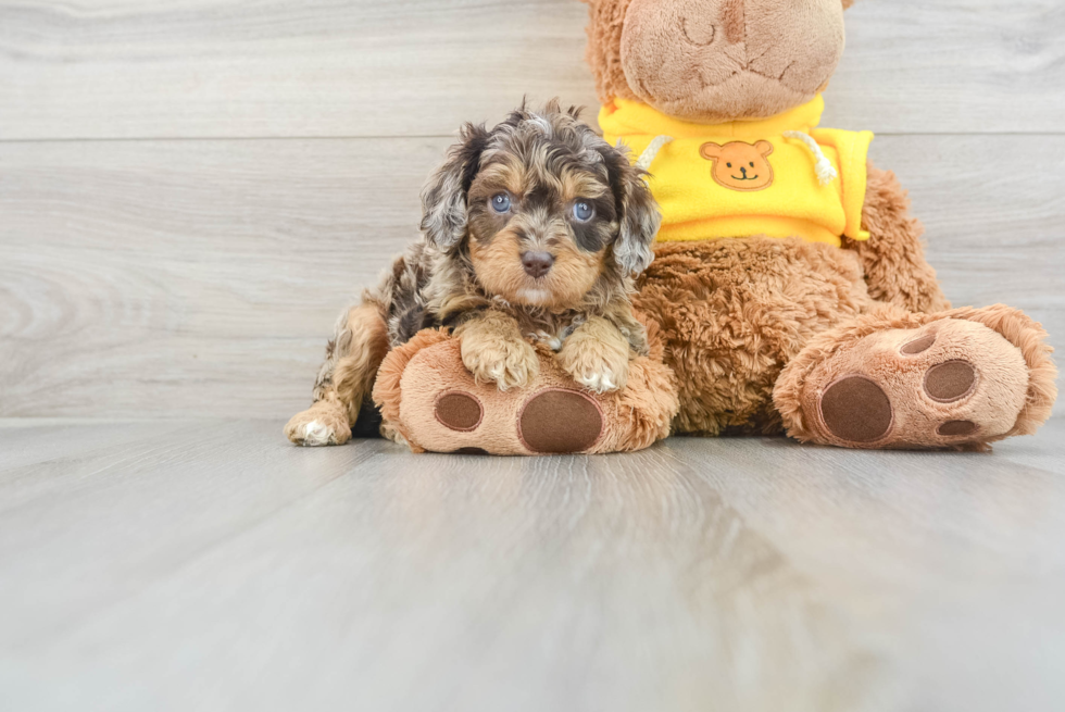 Cavapoo Puppy for Adoption