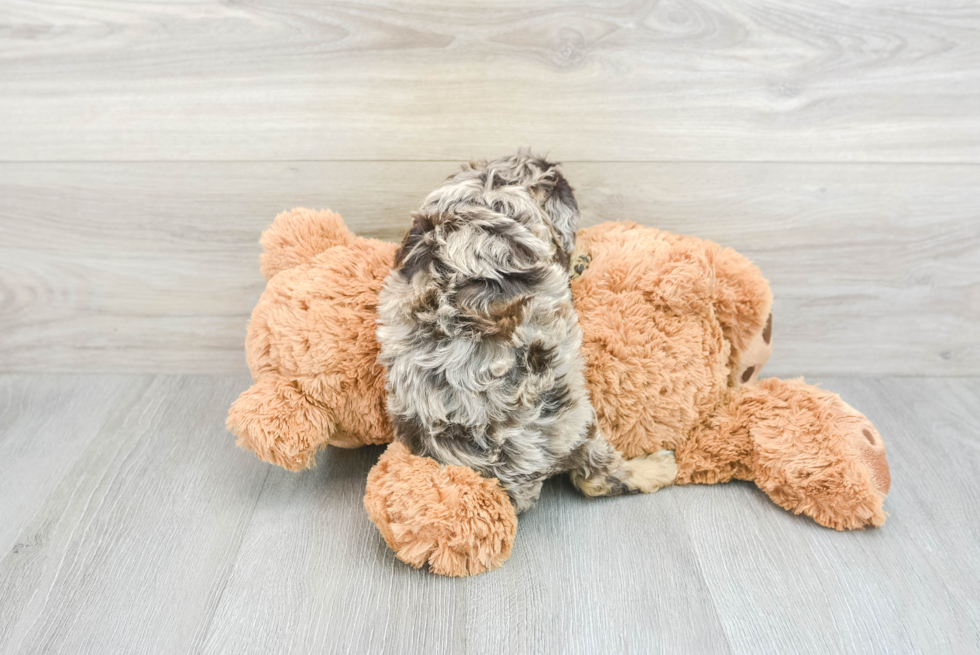 Small Cavapoo Baby