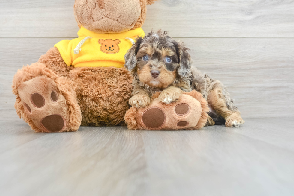 Popular Cavapoo Poodle Mix Pup