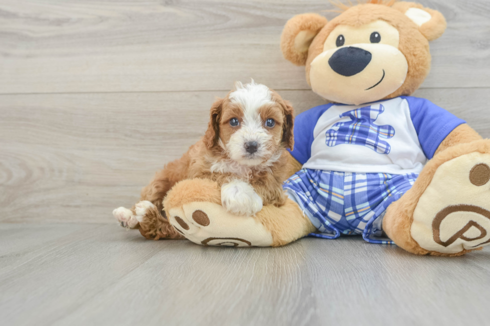 Playful Cavapoodle Poodle Mix Puppy