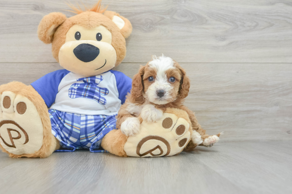 Petite Cavapoo Poodle Mix Pup