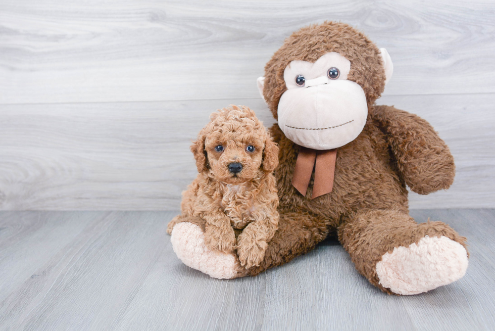 Cute Cavapoo Baby