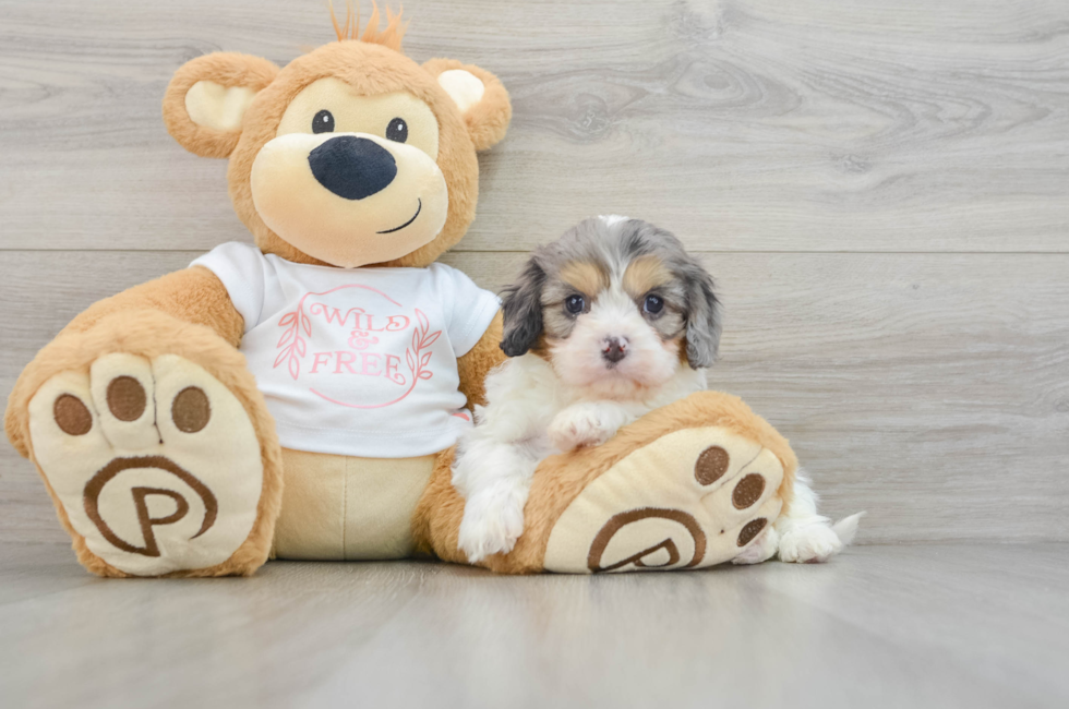 6 week old Cavapoo Puppy For Sale - Premier Pups