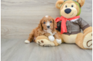 Cavapoo Pup Being Cute