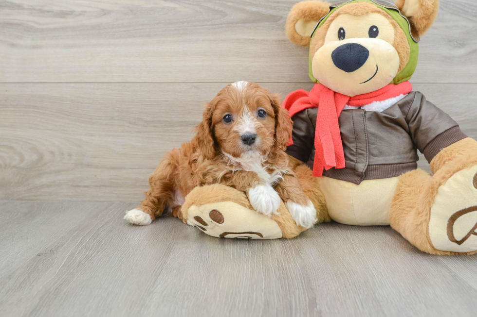 Cavapoo Pup Being Cute