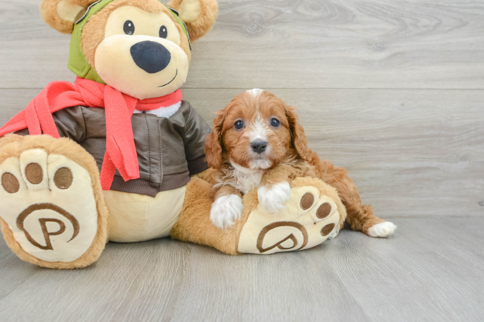 Sweet Cavapoo Baby