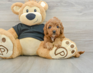 7 week old Cavapoo Puppy For Sale - Premier Pups