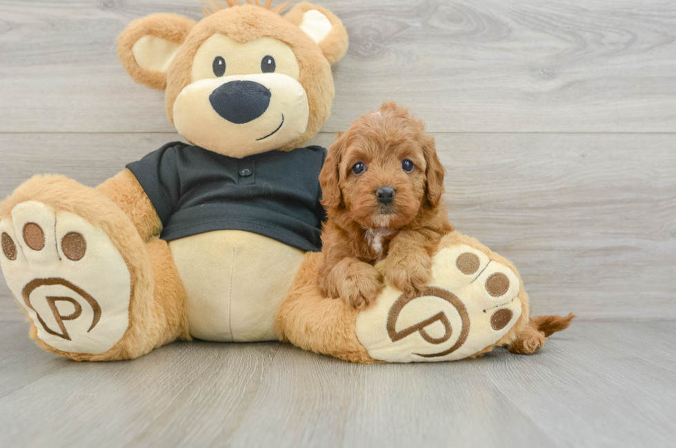 5 week old Cavapoo Puppy For Sale - Premier Pups