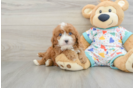 Cavapoo Puppy for Adoption