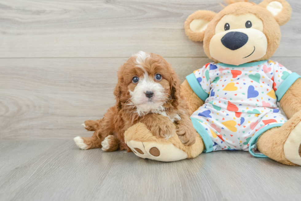 Cavapoo Puppy for Adoption