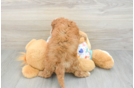 Hypoallergenic Cavadoodle Poodle Mix Puppy