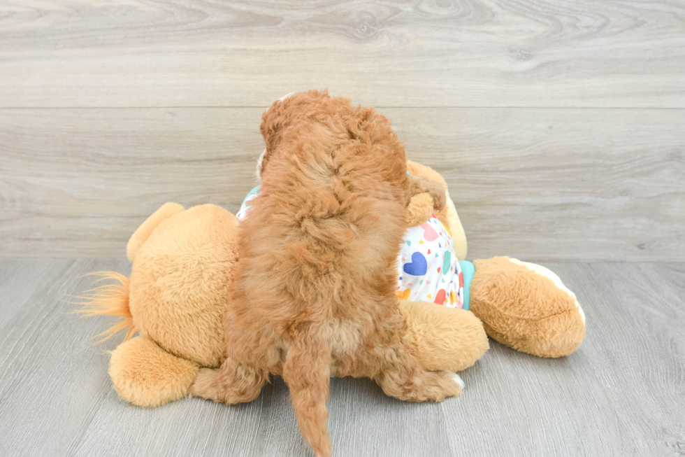 Hypoallergenic Cavadoodle Poodle Mix Puppy