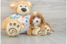 Cavapoo Pup Being Cute
