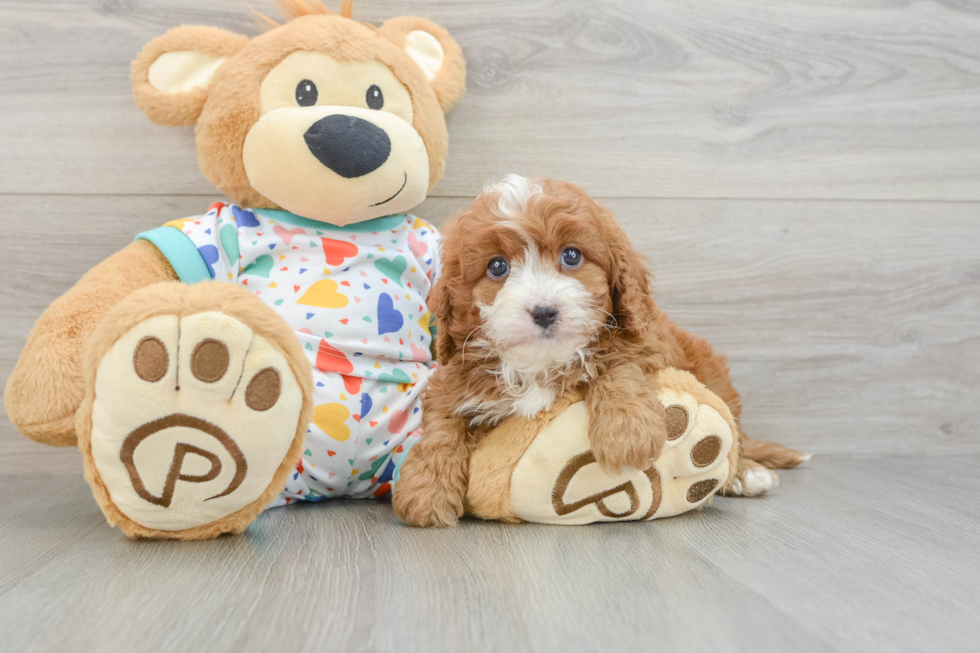 Cavapoo Pup Being Cute