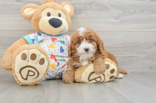 Cavapoo Pup Being Cute