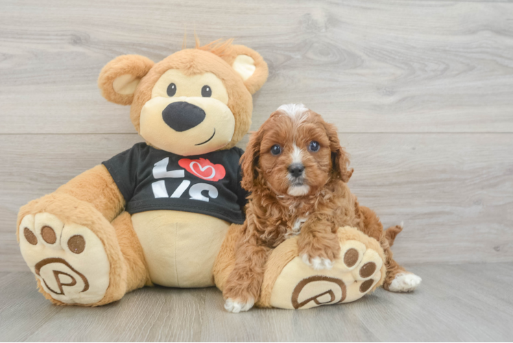 Fluffy Cavapoo Poodle Mix Pup