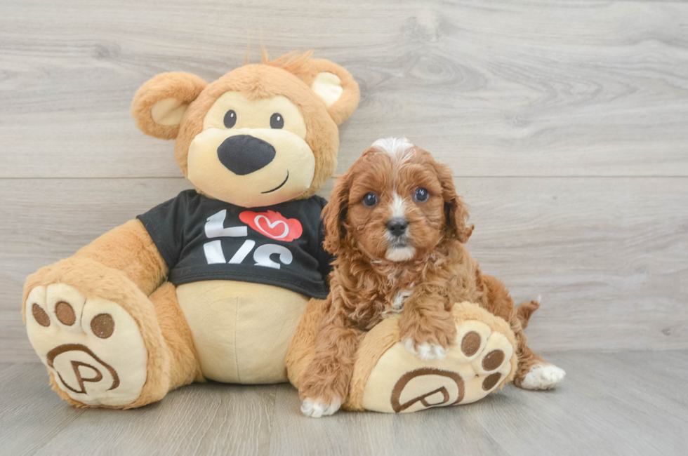 6 week old Cavapoo Puppy For Sale - Premier Pups