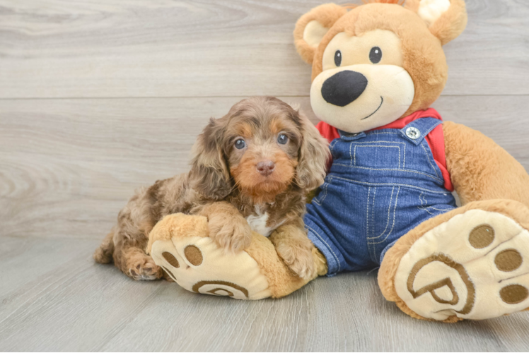 Happy Cavapoo Baby