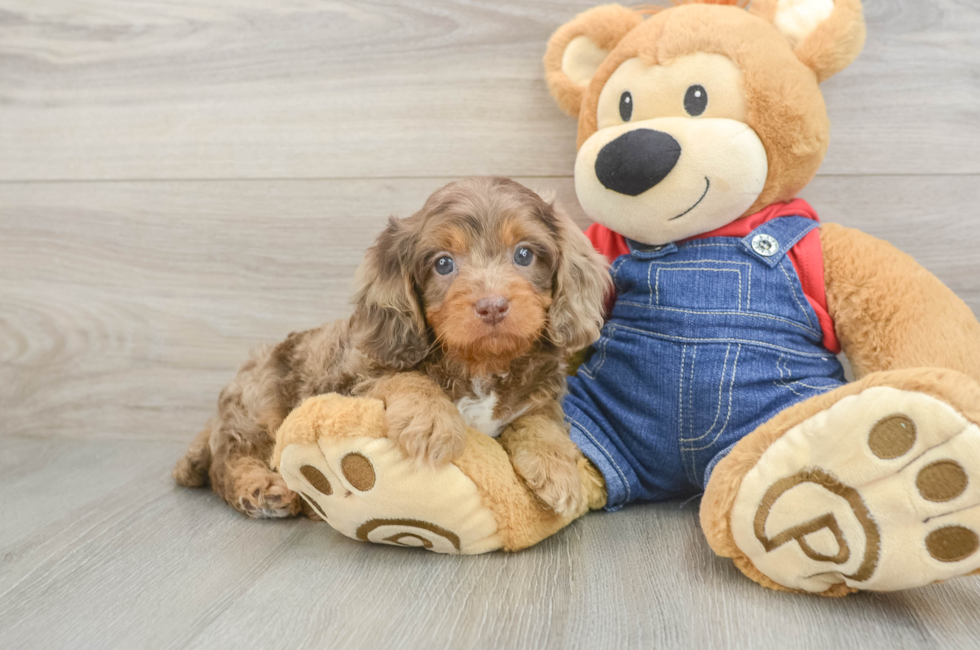 5 week old Cavapoo Puppy For Sale - Premier Pups