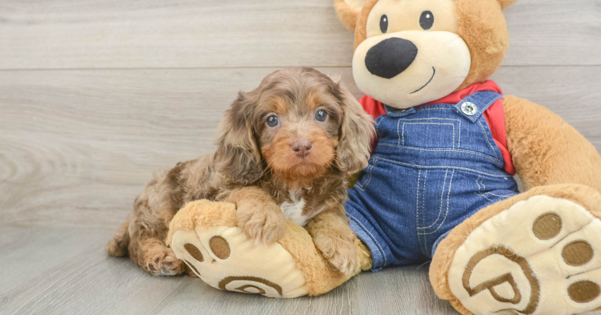 Smart Cavapoo Francisco: 8lb 5oz Doodle Puppy