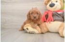 Hypoallergenic Cavadoodle Poodle Mix Puppy